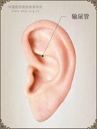 输尿管耳穴