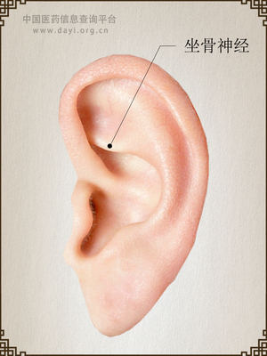 坐骨神经耳穴