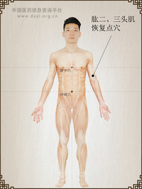 肱二头肌恢复点穴