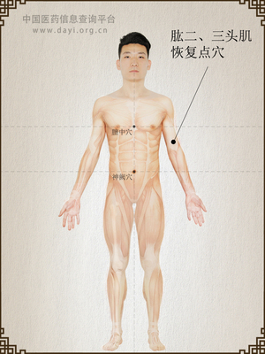 肱二头肌恢复点穴
