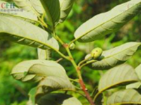 白桂木根