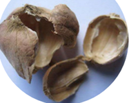 白豆蔻壳