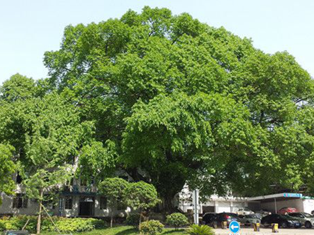 自贡市市树图片