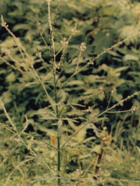 马鞭草