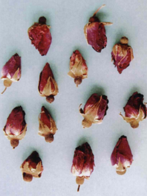 玫瑰花